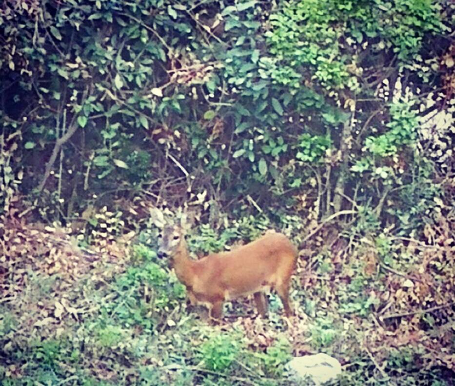 Apartment Bambi 오파티아 외부 사진
